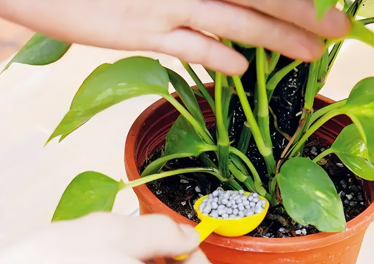 花多多是磷酸二氢钾吗,花多多2号是智商税吗