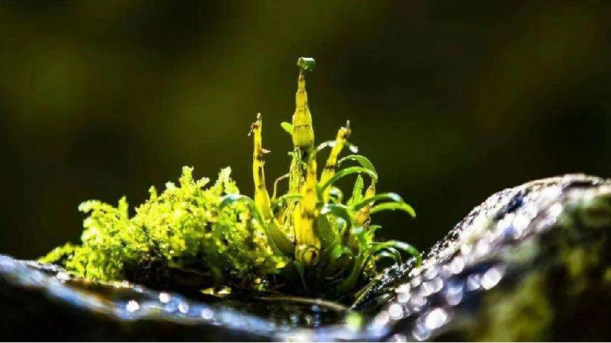 野生新鲜石斛图片,纯野生石斛多少一克