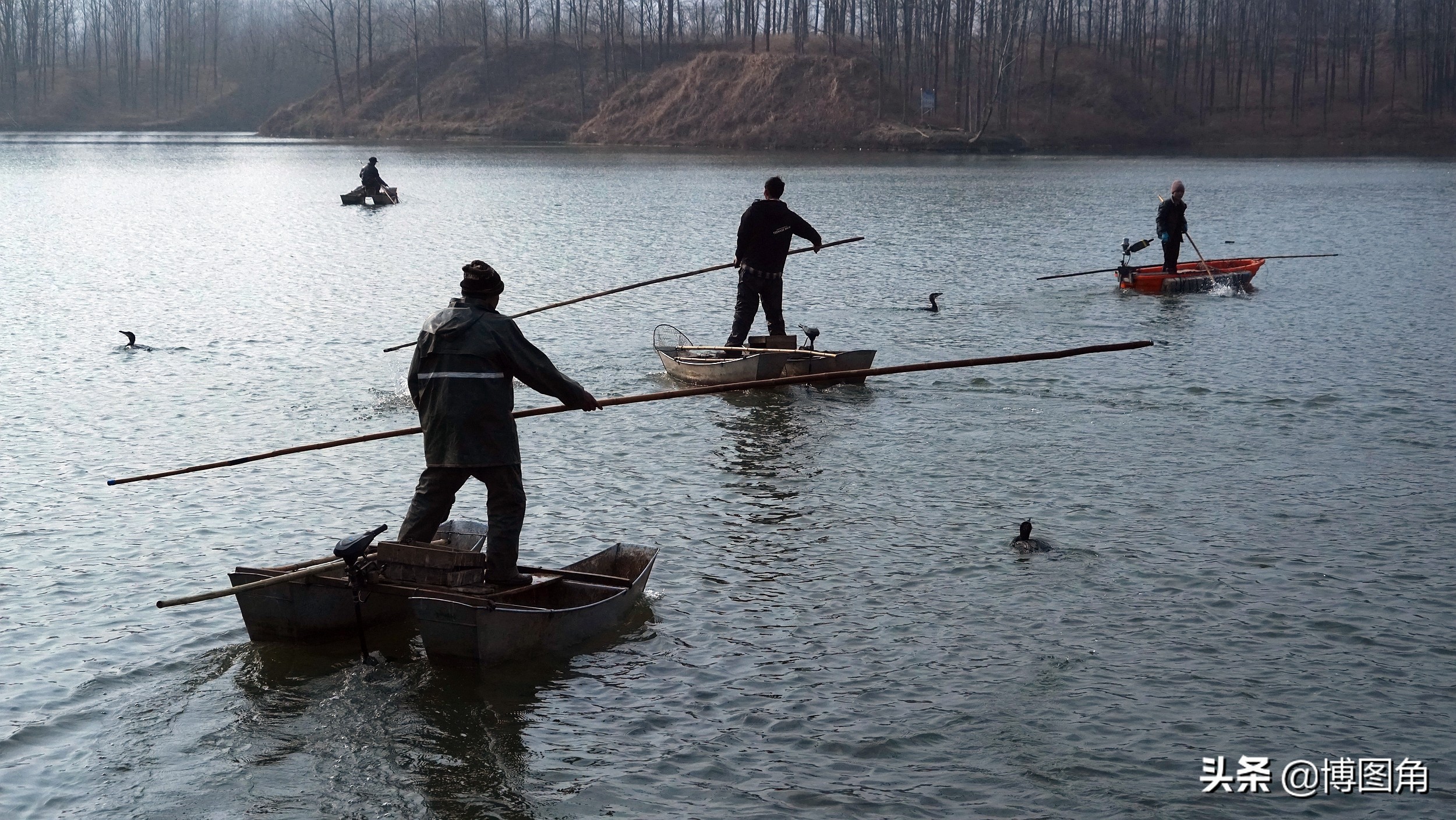 80年代农村鱼鹰捕鱼,渔民与鸬鹚捕鱼图片