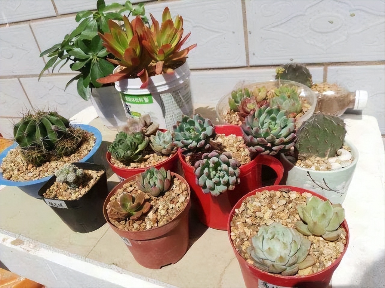 家里养花不养人的说法,家里花养不起来是不是风水不好