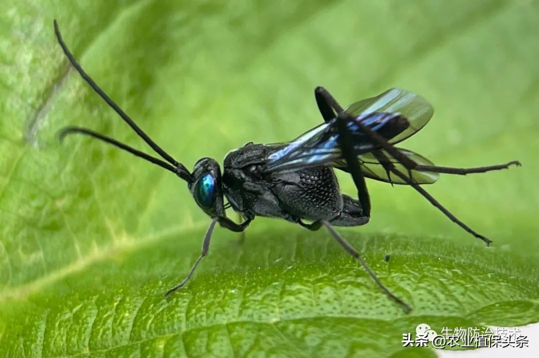 螨类害虫的农业防治措施,农业昆虫与害虫防治