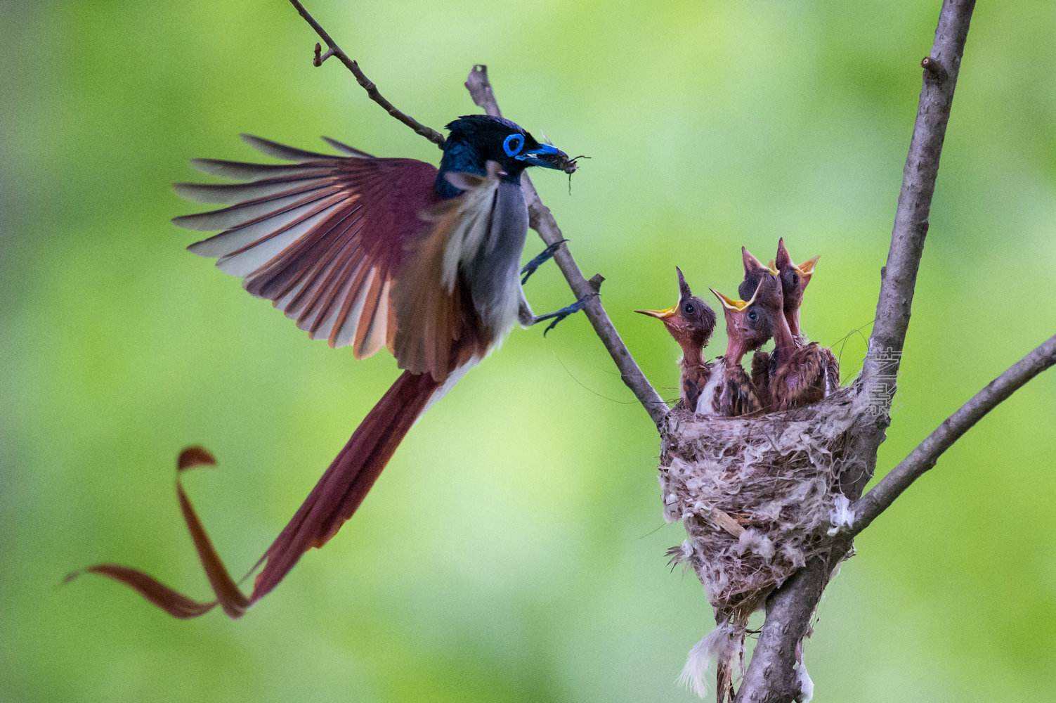 果园防鸟最好方法,果园防鸟出绝招