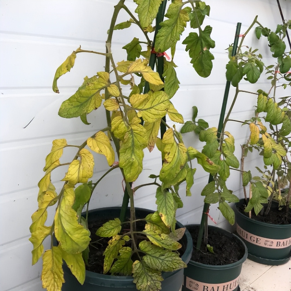 月季水浇多了叶子萎蔫还能活吗,杜鹃花水浇多了叶子蔫了如何处理