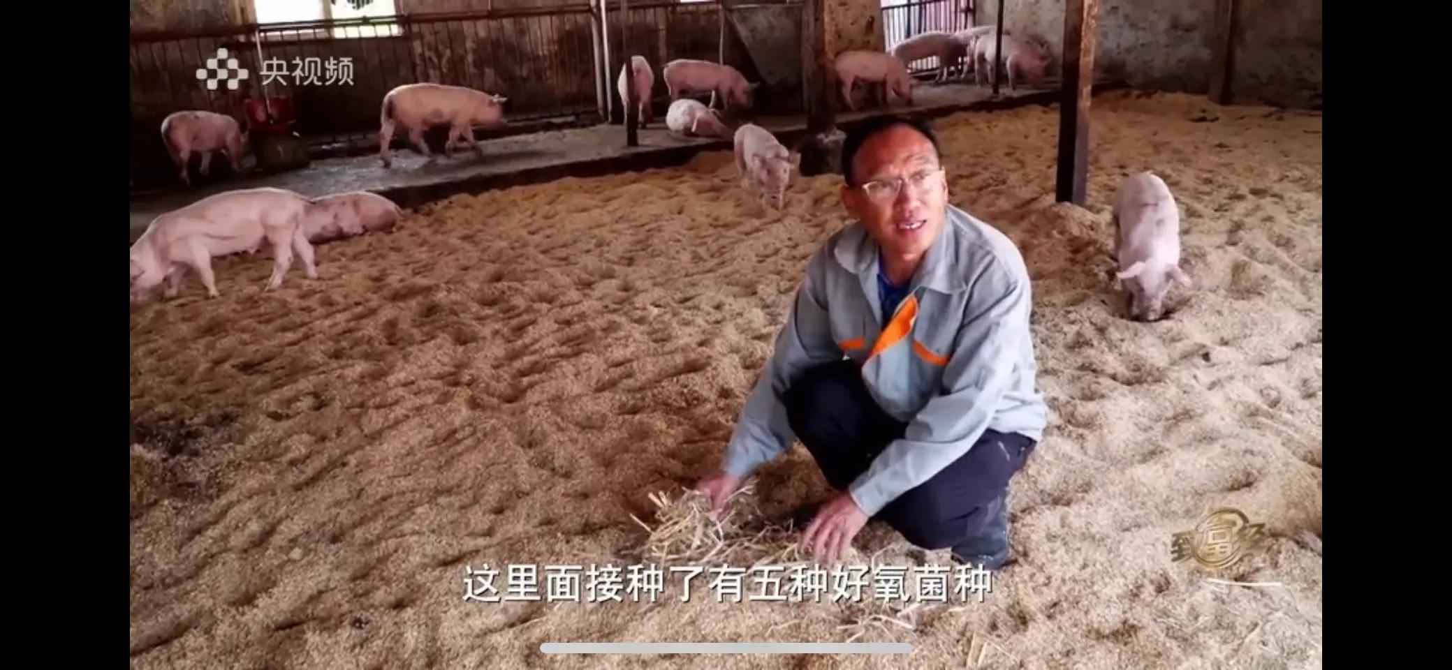 小伙子养猪5年后挣钱5多亿,农村小伙养猪赚过亿