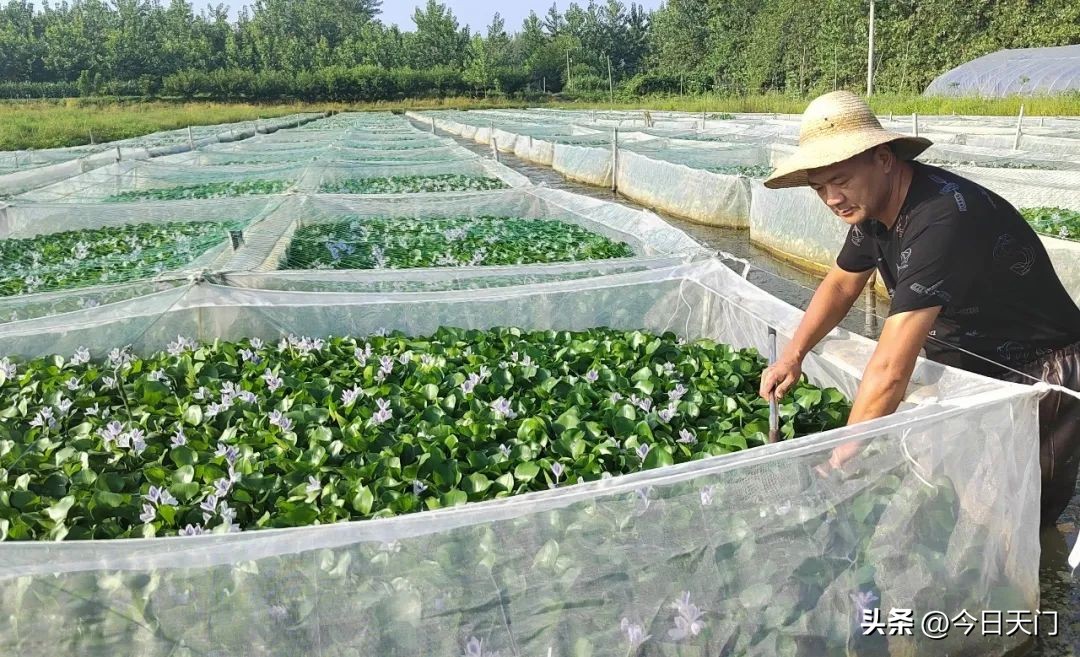 河南南阳养蚂蟥一年赚多少钱,养殖5万条蚂蟥回本