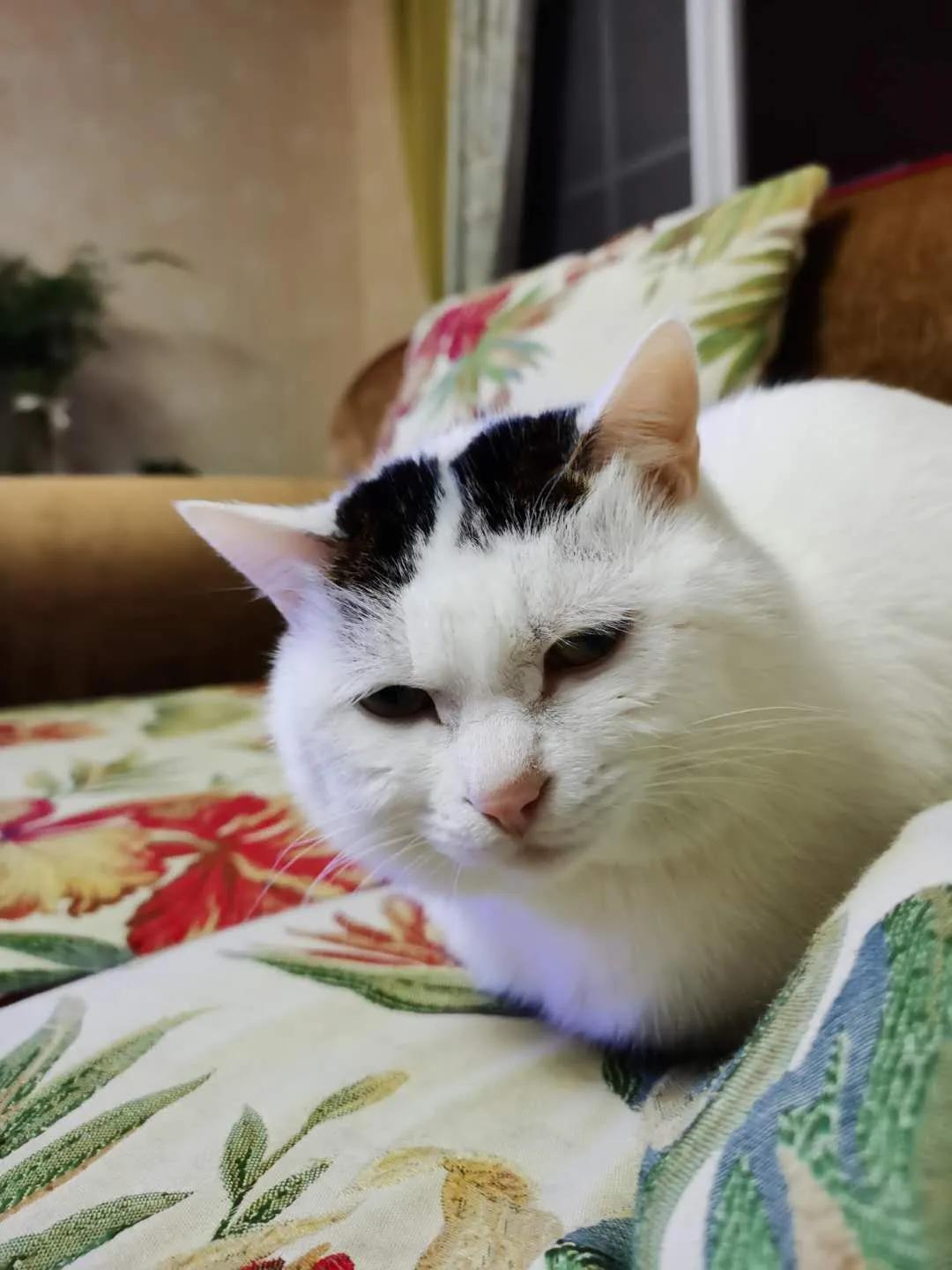 不辞而别的咪咪