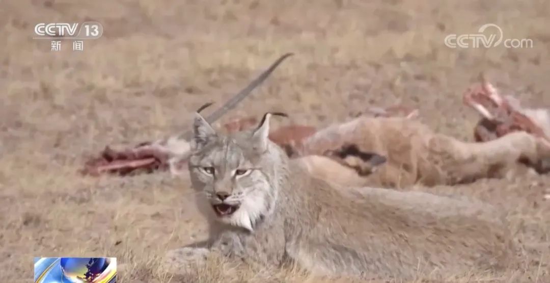 鐚墍鏈夊搧绉嶅叏瀹剁,鐚叏瀹剁