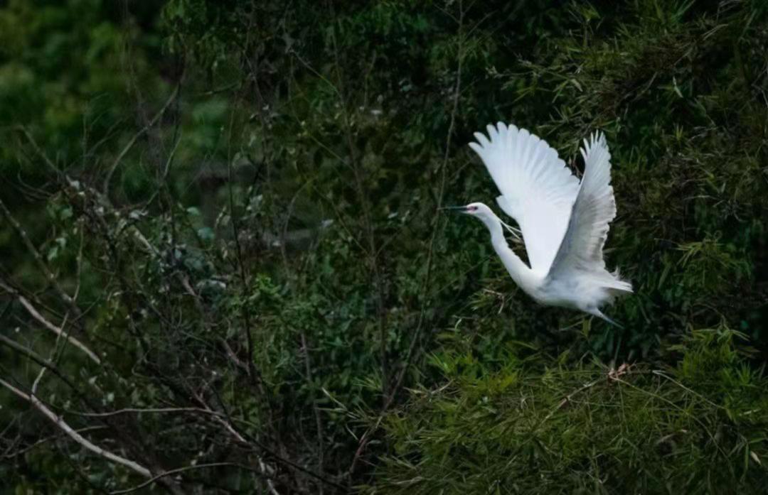 浙江大学中国最美校园,浙江大学玉泉校区校园