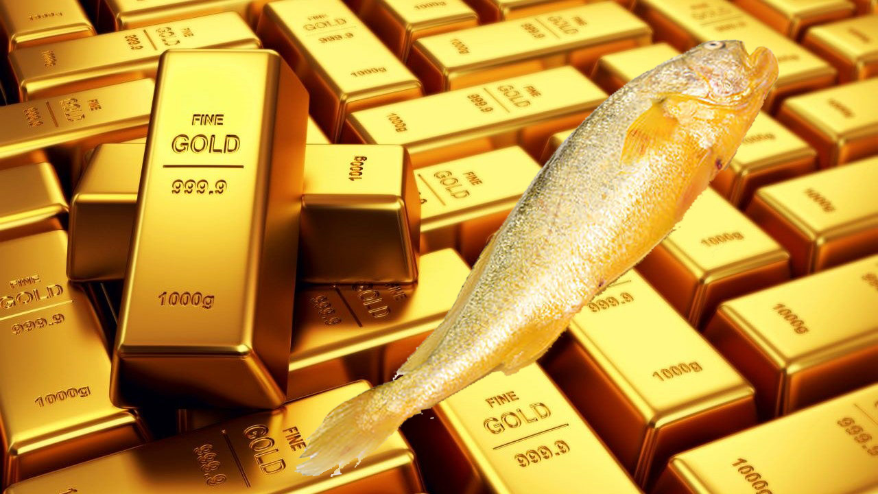 福建大黄鱼多少钱一斤,15斤大黄鱼能卖多少钱一斤