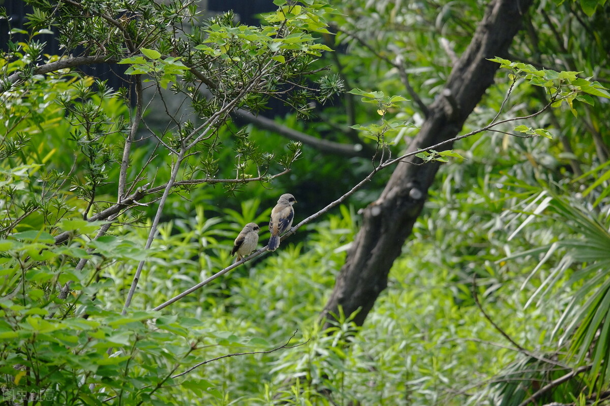 报得三春晖中晖是什么意思,报得三春晖的三春指的是