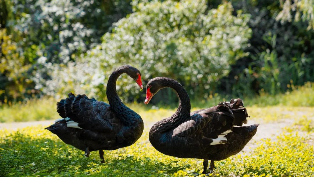 被黑天鹅打了,被黑天鹅攻击了