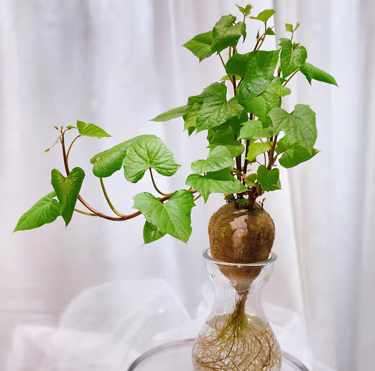 扔在水里就能活的绿植,类似绿萝扔水里就能活的植物