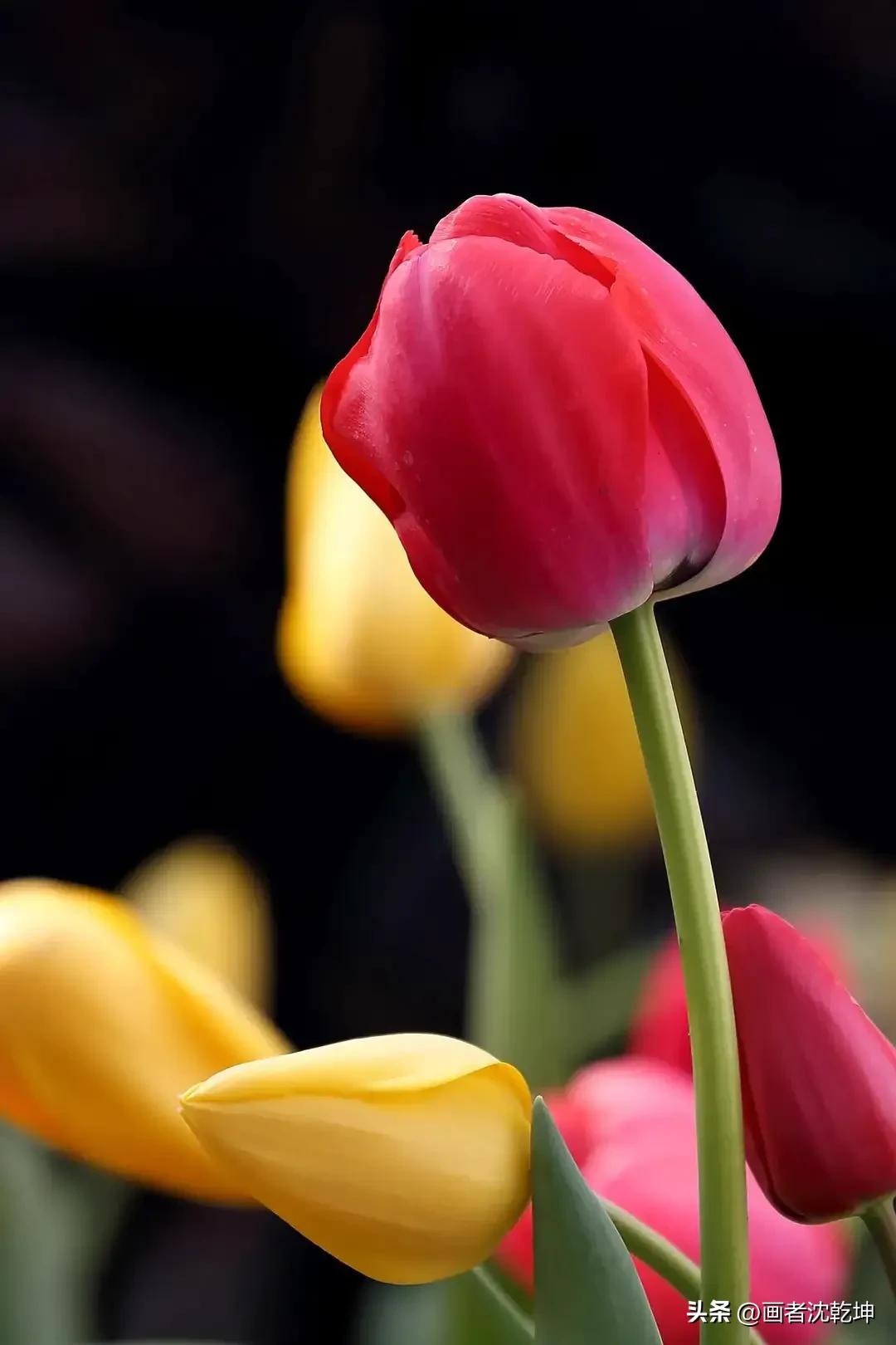 绝美郁金香花图片,绝美郁金香图片大片