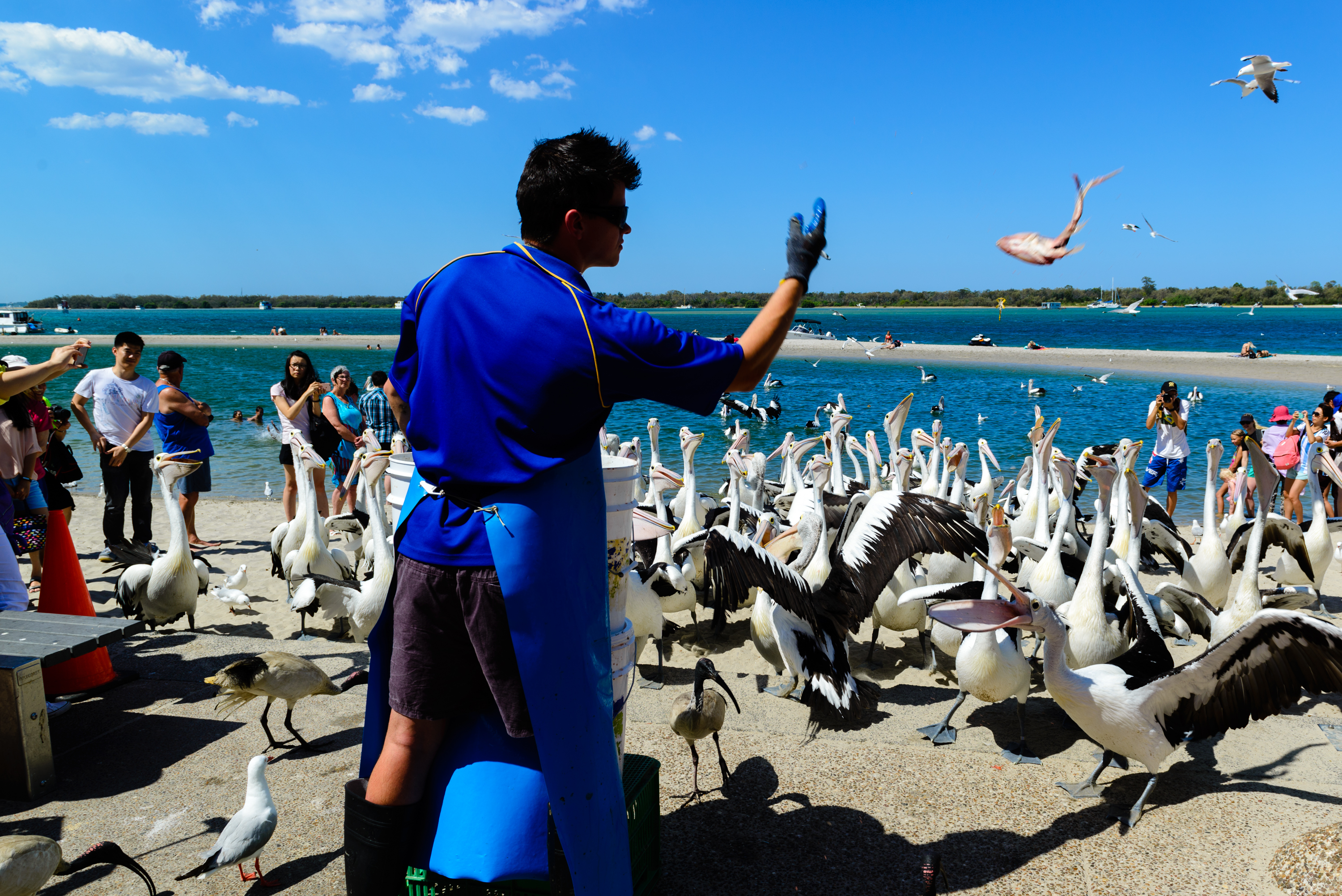 澳洲海边鹈鹕,澳洲黄金海岸鹈鹕