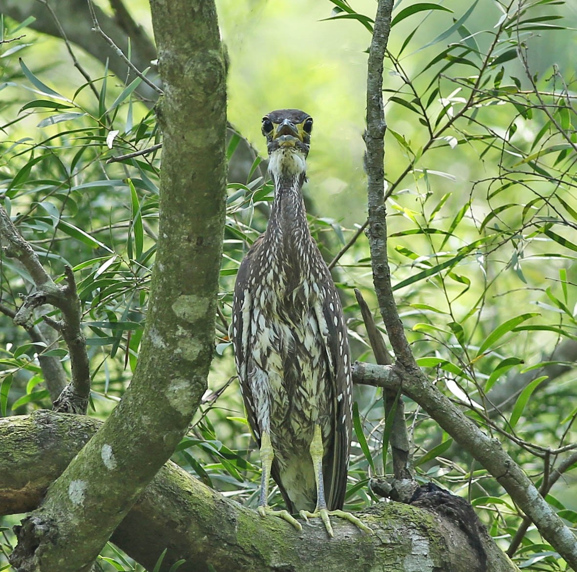 杭州钓鱼男子救人,广东男子在河边救下一只怪鸟