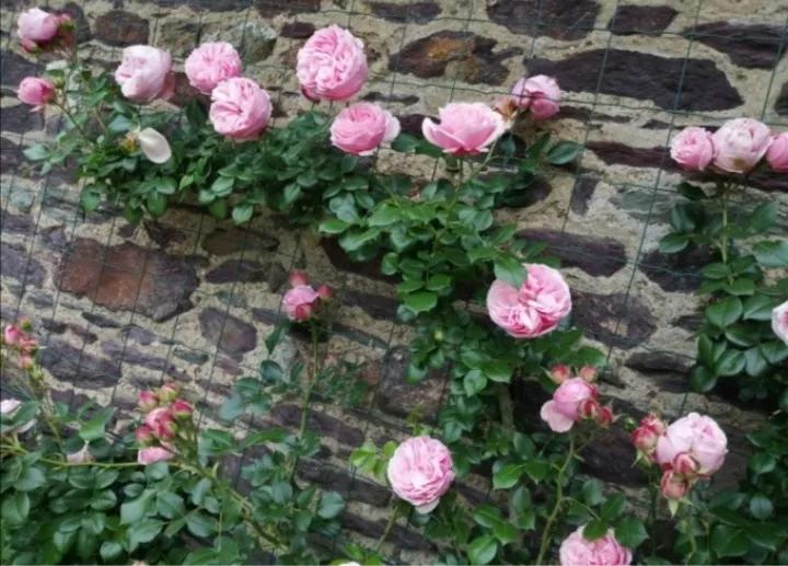 法国玫瑰花园,法国玫瑰花香沐浴露正品