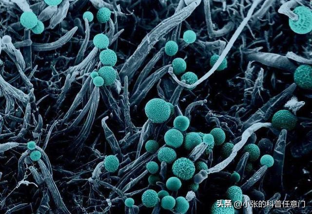 淫羊藿野生和种植效果有区别吗,淫羊藿根系