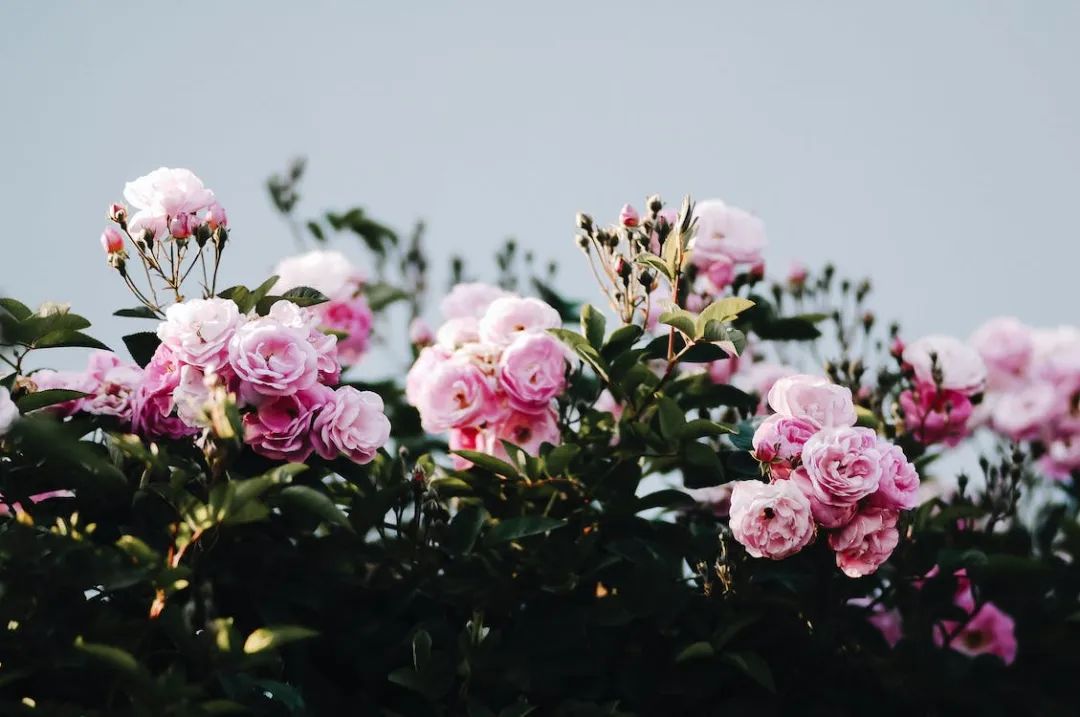 如果一个女人对你很冷淡怎么办,如果一个女人对一个男人很冷淡