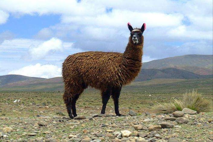十大珍稀动物比大熊猫还稀有,比大熊猫还珍稀的十种动物