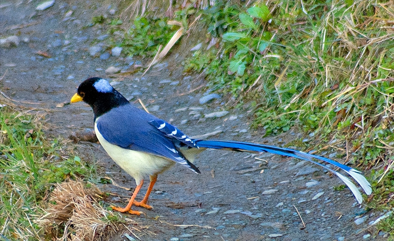 鸟儿大全高清图,高清珍稀鸟动态图片大全