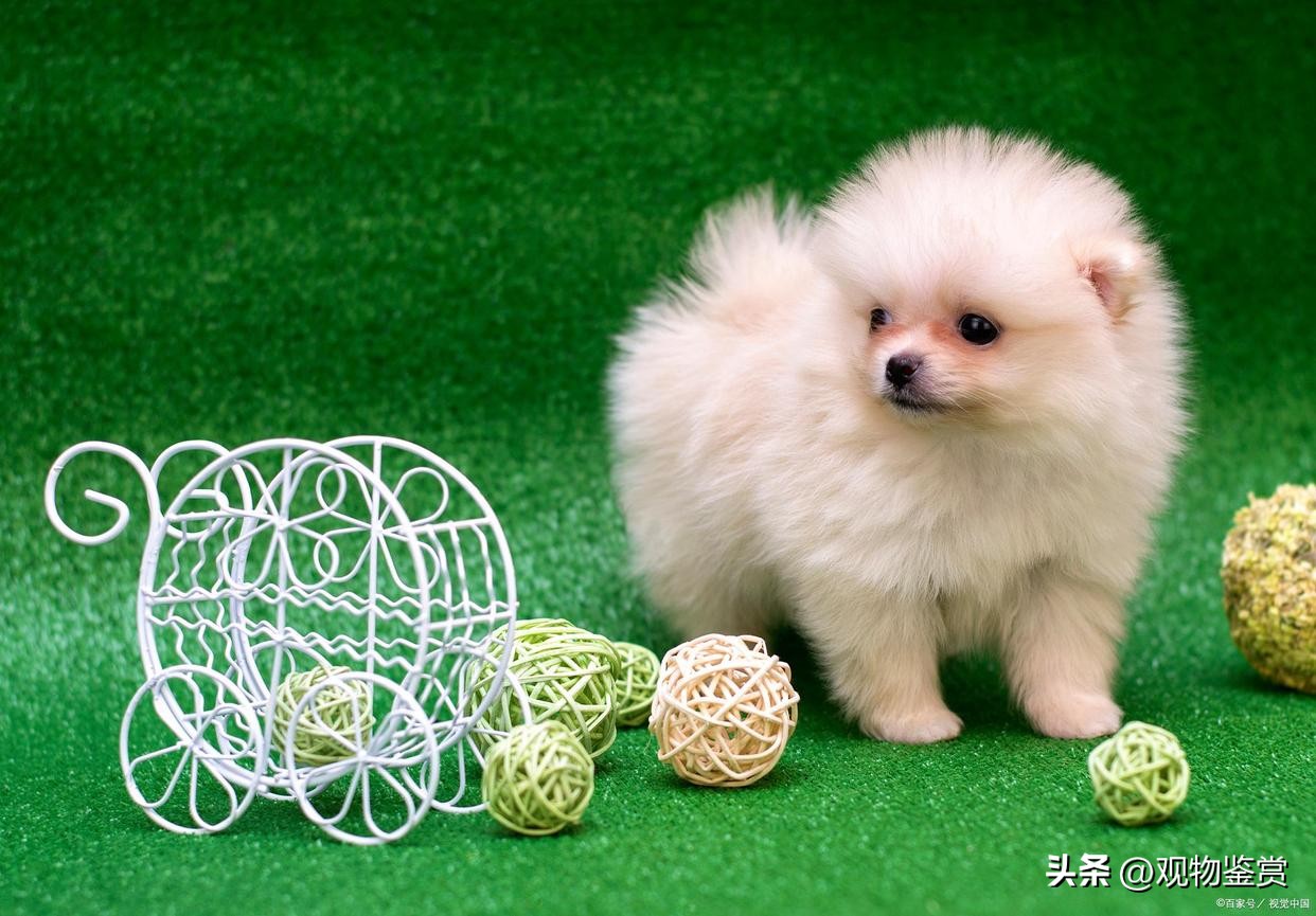 迷你小狗狗品种好养,宠物小狗养哪个品种比较好