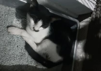 猫咪吃饭的十大怪癖 (猫咪的七大怪癖喵了个咪)