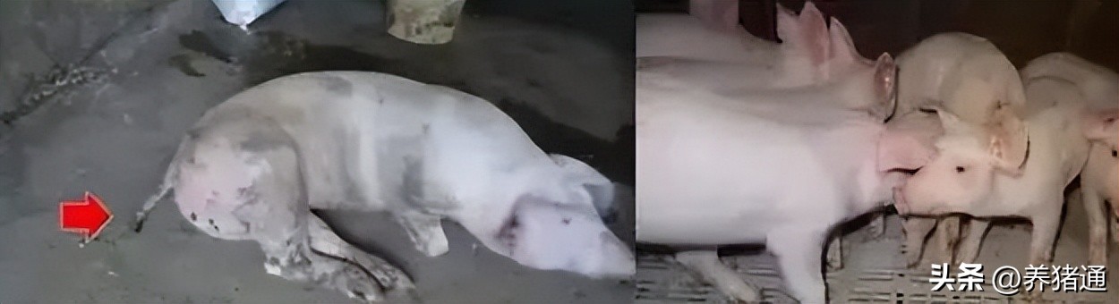 猪链球菌感染怎么预防,猪链球菌感染怎么防治