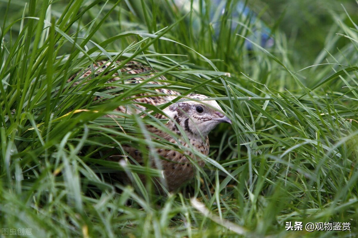 鹌鹑怎么养成活率高,如何养鹌鹑视频教程