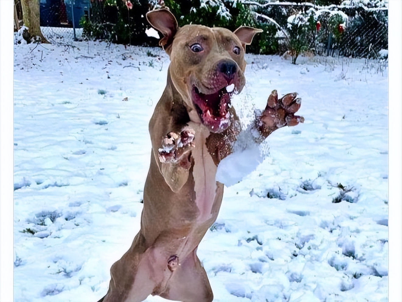 一身反骨的狗狗也有温柔的一面,天生反骨狗狗