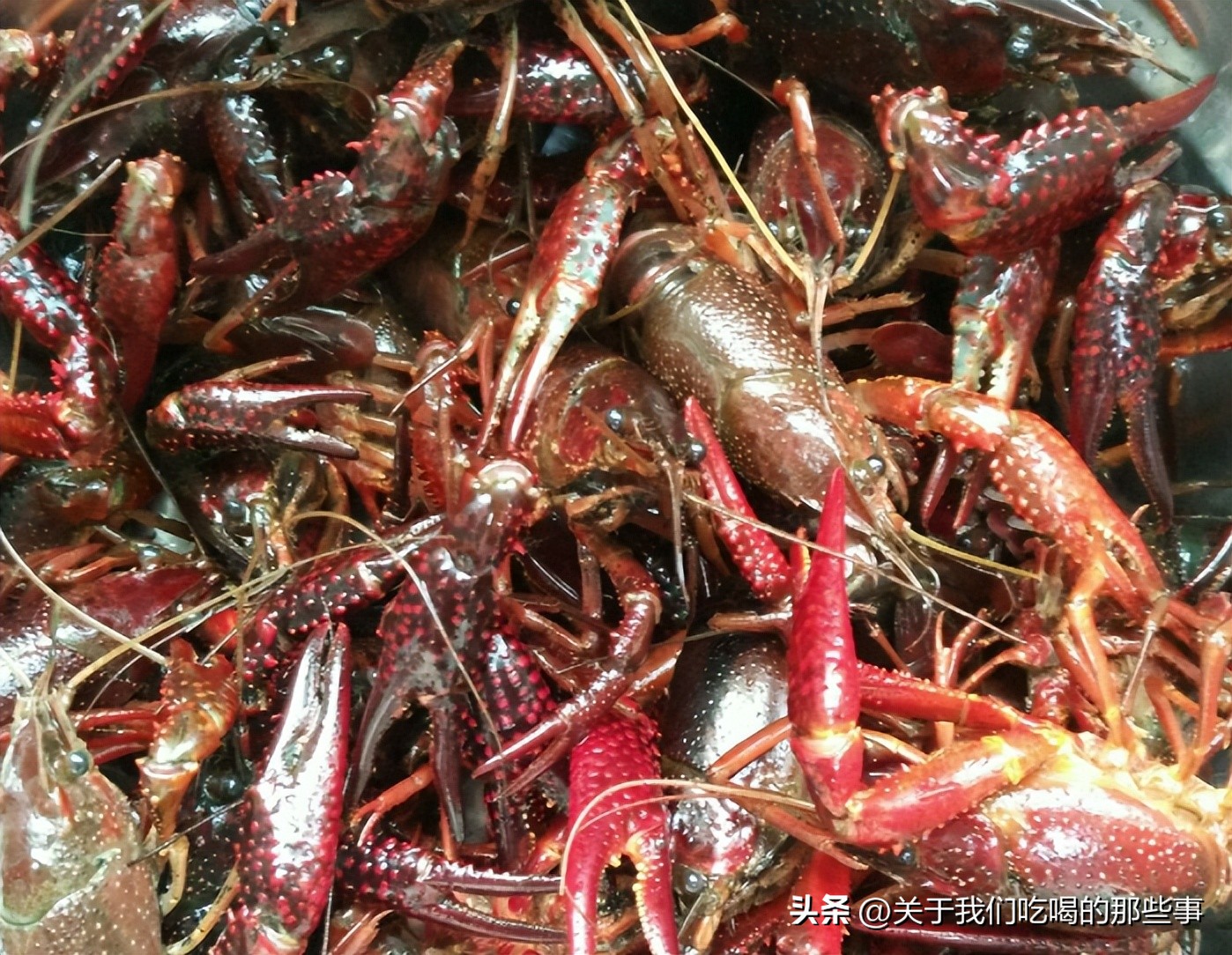 小龙虾头部是虾黄还是虾屎,小龙虾头部的是屎还是膏