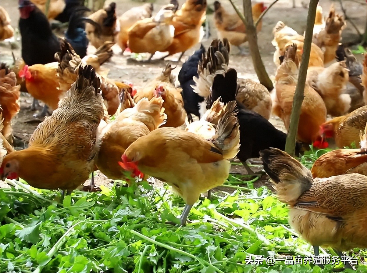 土法养鸡防鸡病,鸡瘟用什么土方法最好
