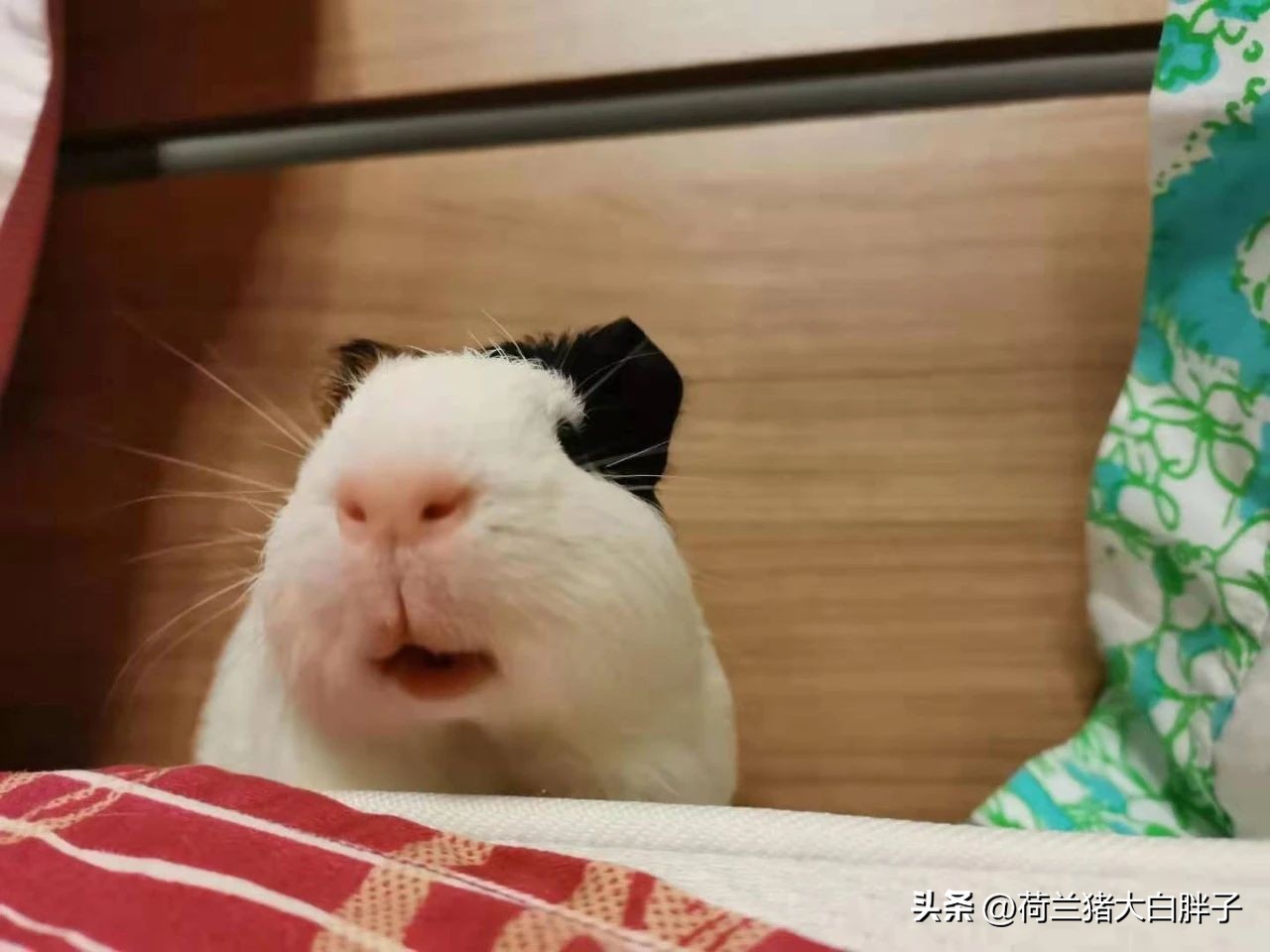 荷兰猪呼吸道感染是怎么导致的,荷兰猪呼吸道问题