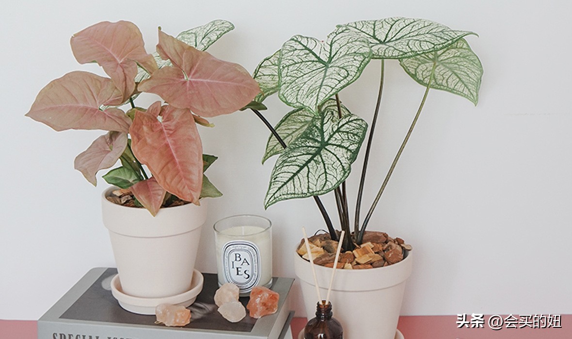 好看的绿植店铺推荐,招财又好养的店铺绿植