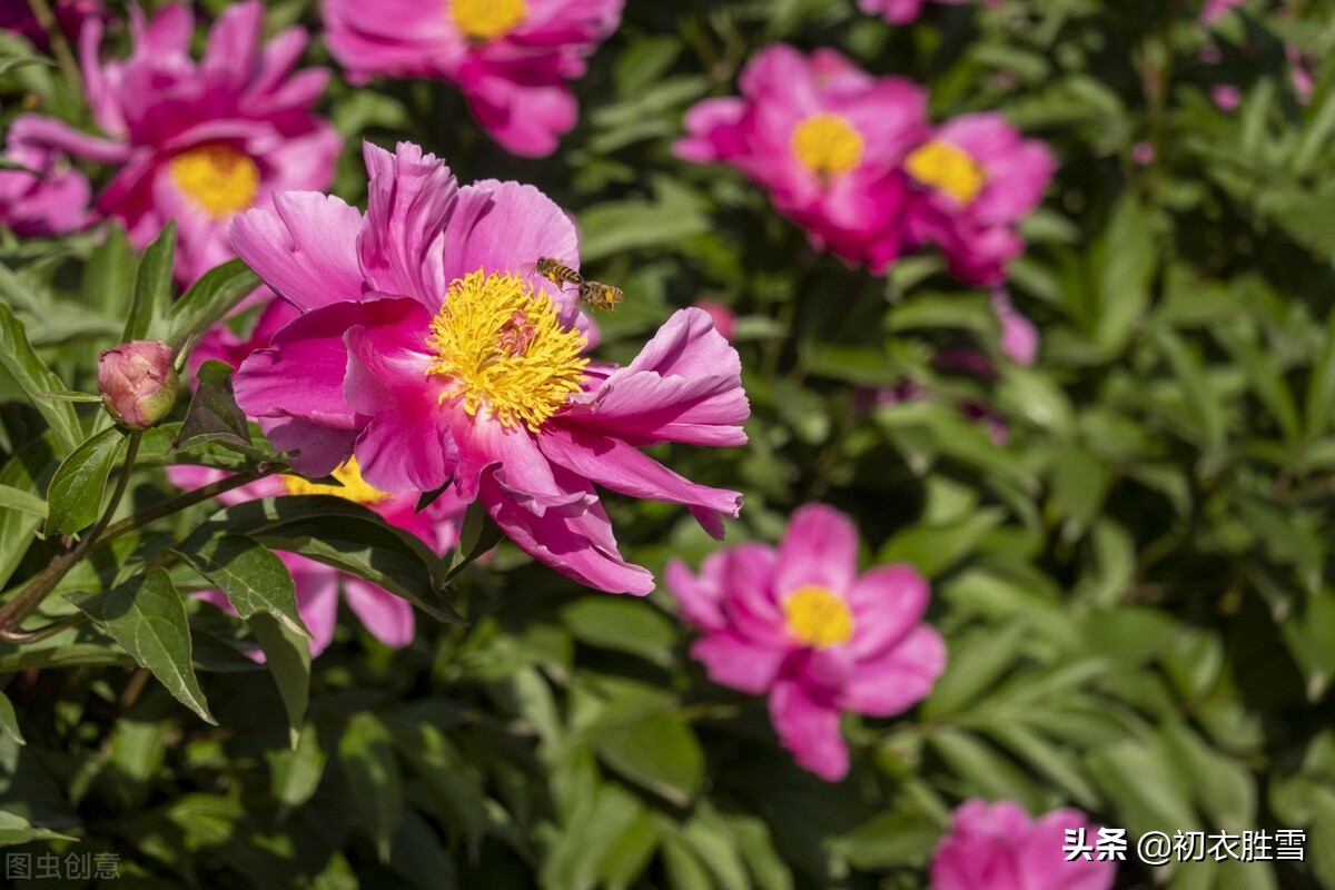晚春诗词画意,关于芍药花的诗句古诗大全