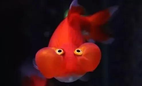 各种漂亮鱼的名称及图片,漂亮可爱的海水观赏鱼