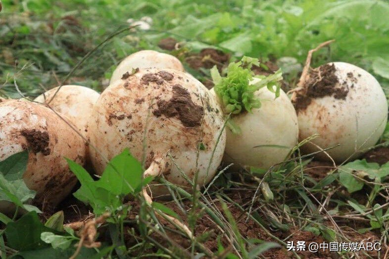 爱心蔬菜送环卫工,感恩蔬菜温暖环卫工人心