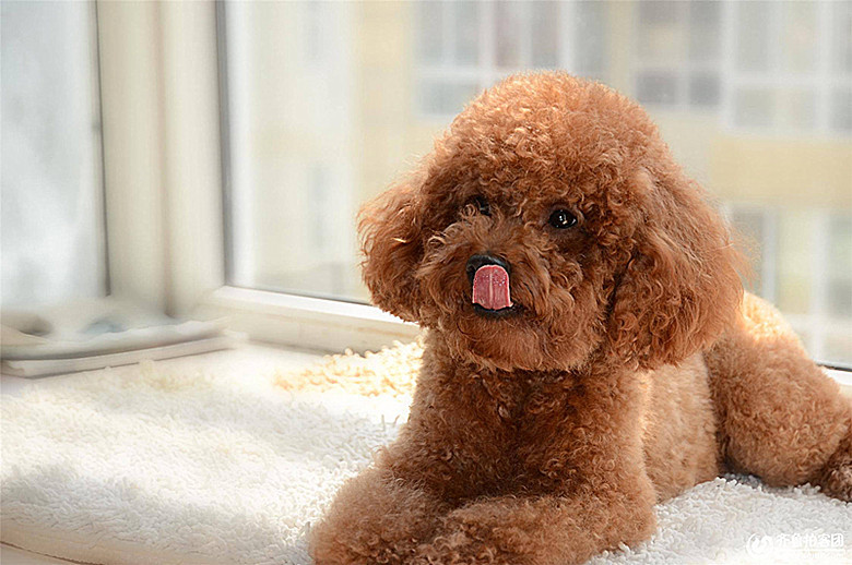 泰迪不能吃的全部食物,泰迪哪几种食物不能吃