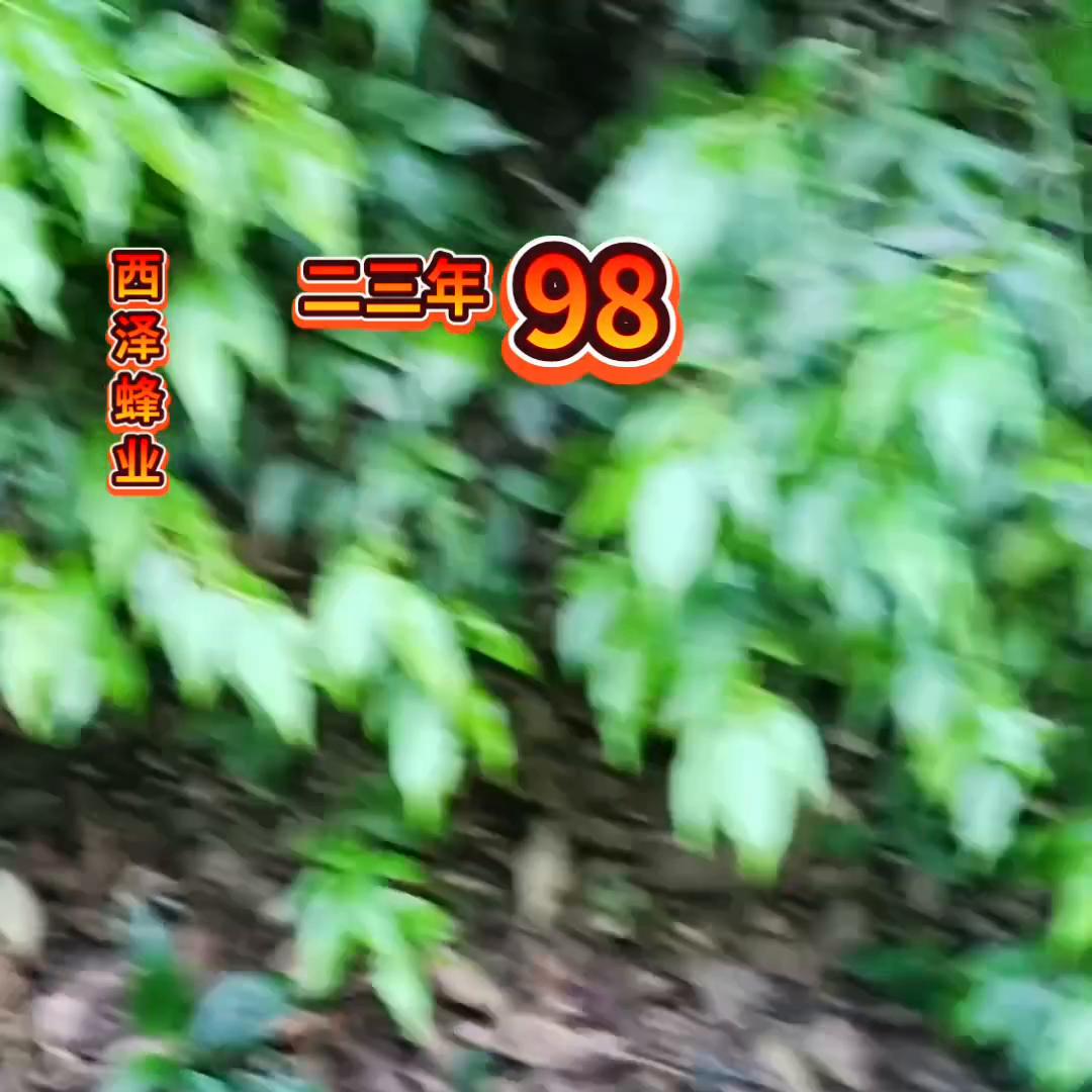 户外找蜂诱蜂技术,活蜂诱蜂的正确方法