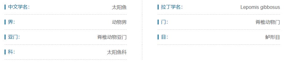最好养的观赏鱼冷水鱼有哪些中型,冷水鱼有哪些观赏鱼比较好看