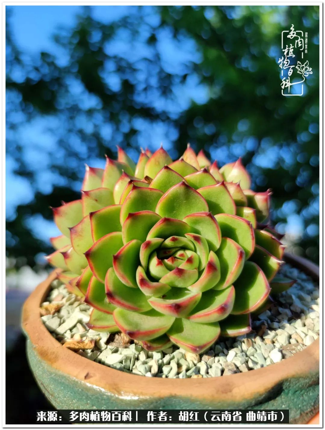 多肉植物里的糖,多肉生活的调味剂