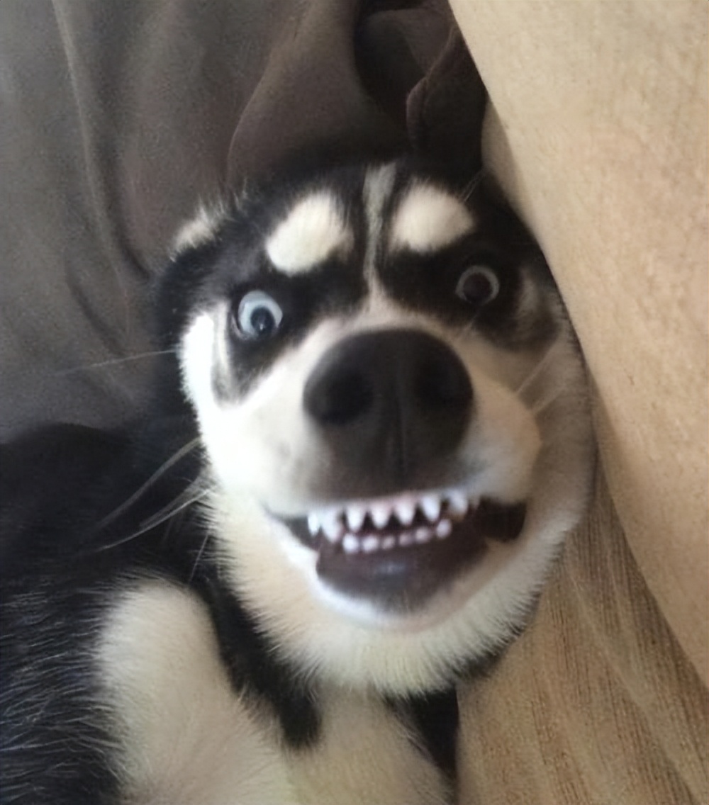 哈士奇为啥很二,为什么哈士奇这么二