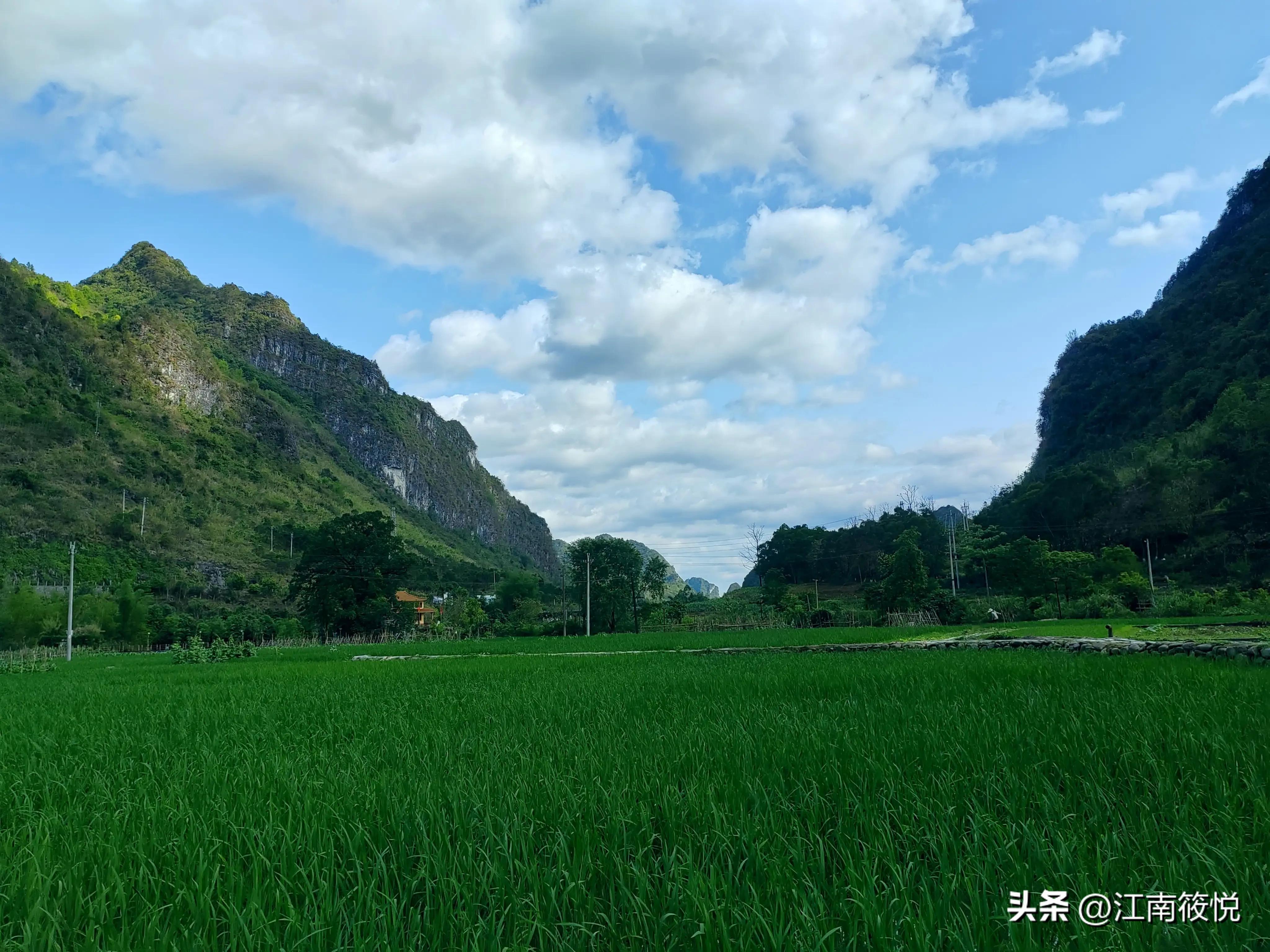 广西巴马瑶族老配方茶麸,巴马茶麸的功效和作用
