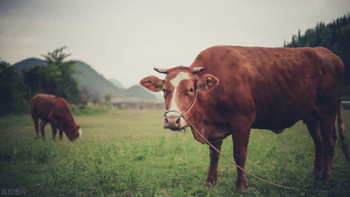 2023年双春年什么意思,2023年癸卯兔年双春年闰二月