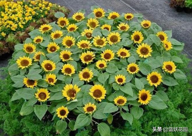 长寿花夏季怎么养开花繁茂,盆栽金桔夏季如何养开花挂果多