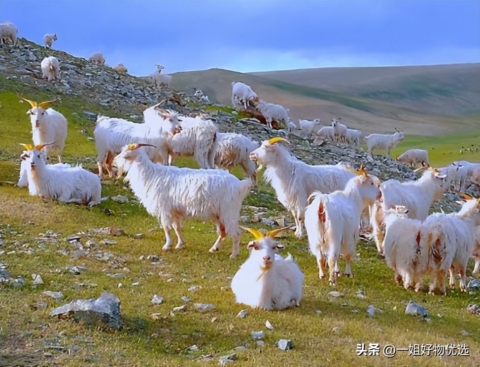 羊绒围巾排行第一,羊绒围巾十大品牌2022