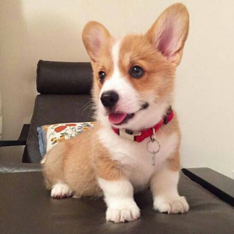 柯基呕吐吃什么可以治好,柯基呕吐拉稀是什么原因食欲不振