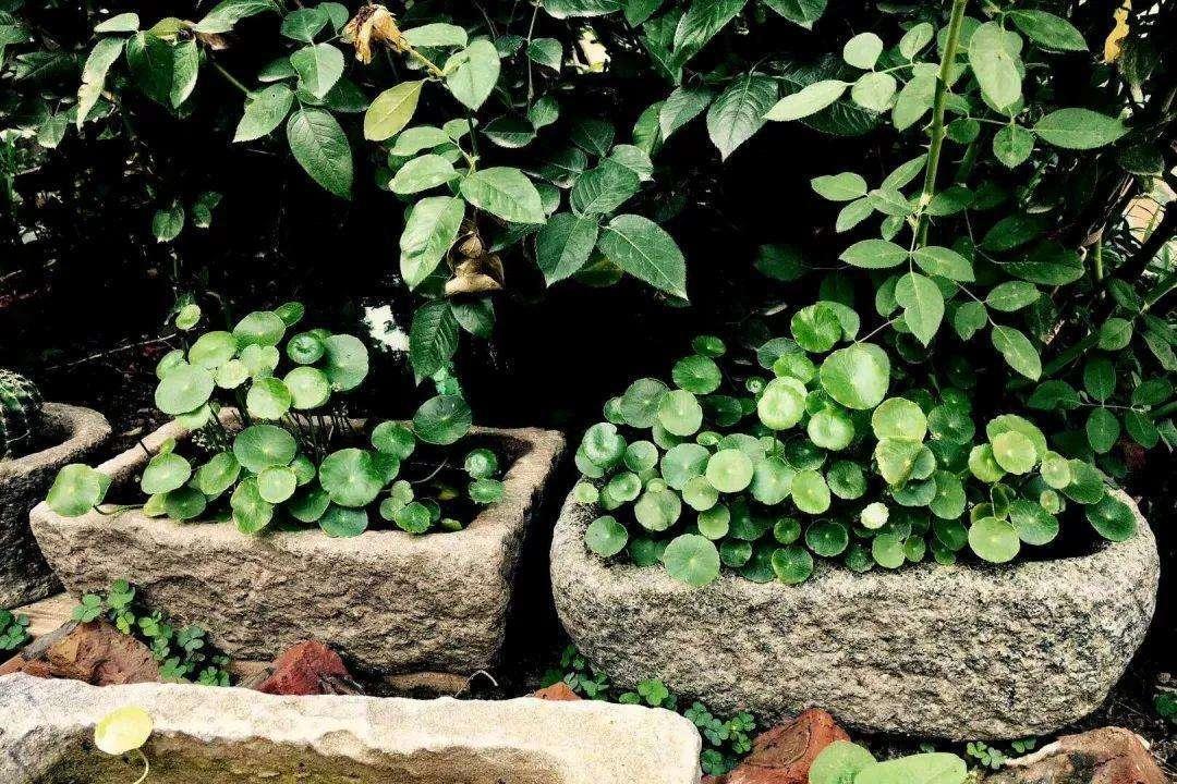 铜钱草又小又细怎么养护,怎么把铜钱草养得又大又绿