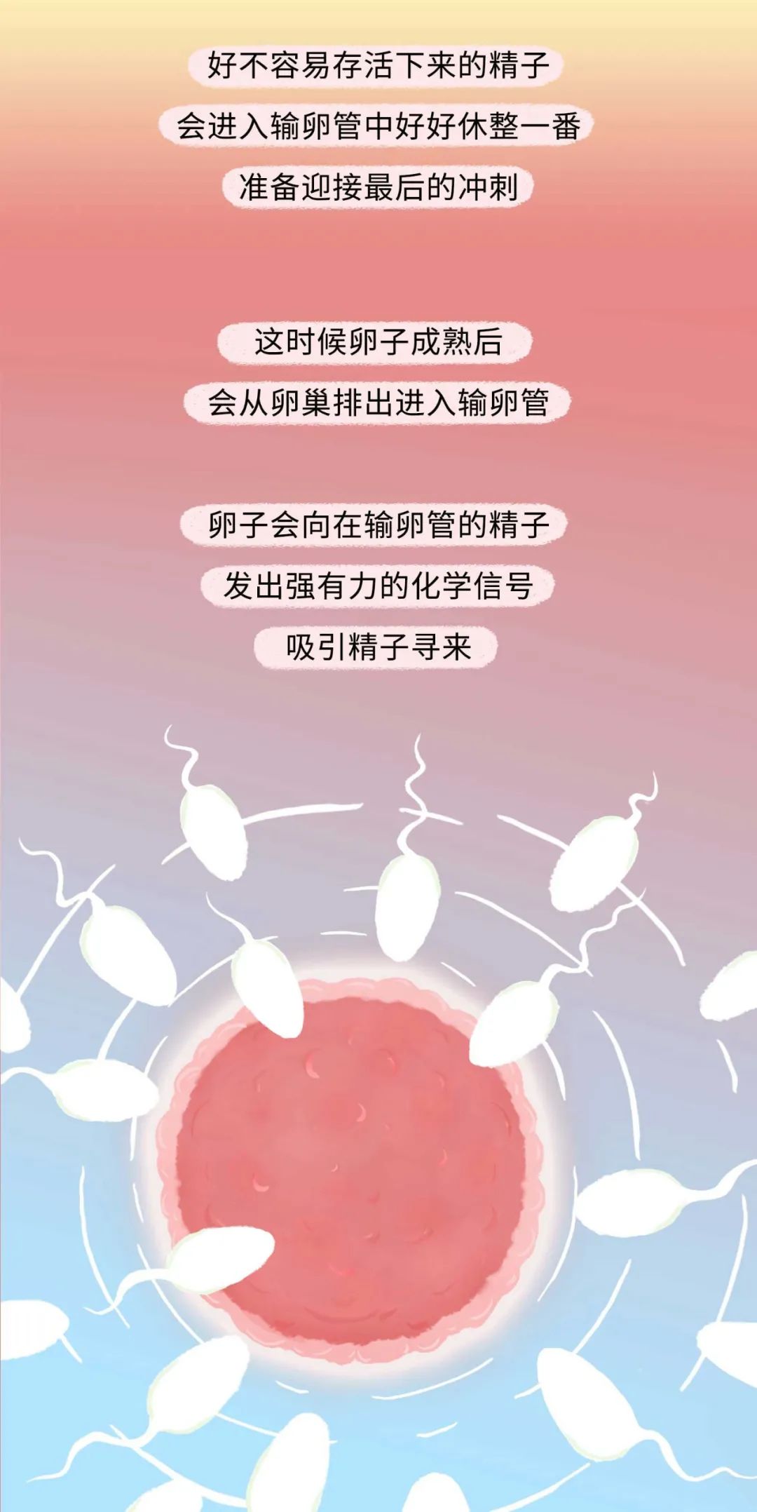 女人是如何怀孕的呢,女性怀孕的全部过程