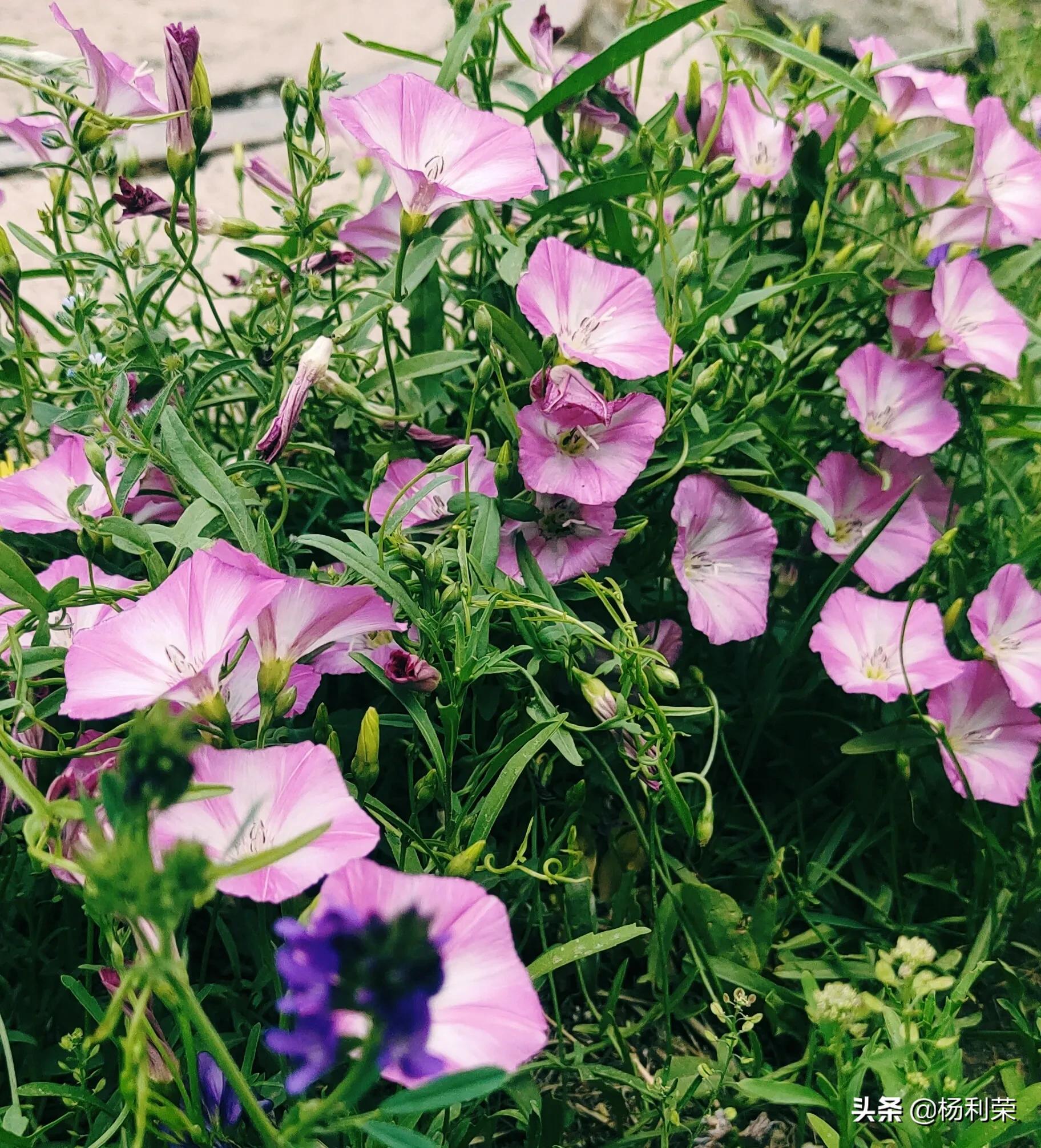七律人生感悟二十八首,最经典的七律20首