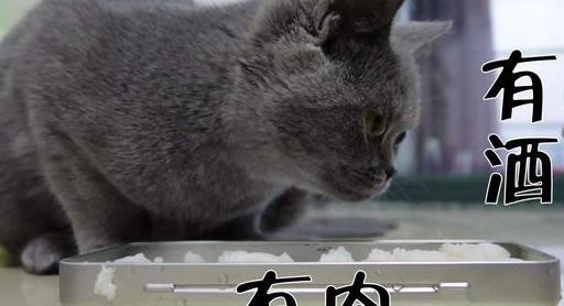 猫咪铲屎官喝醉,铲屎官给猫咪喝猫酒